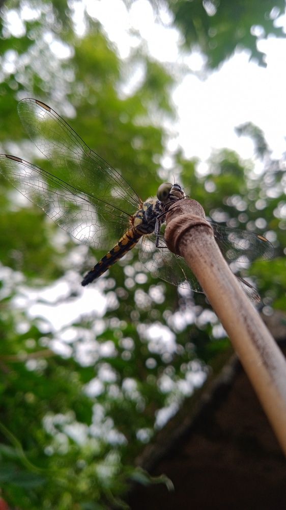 Photo #9640615
