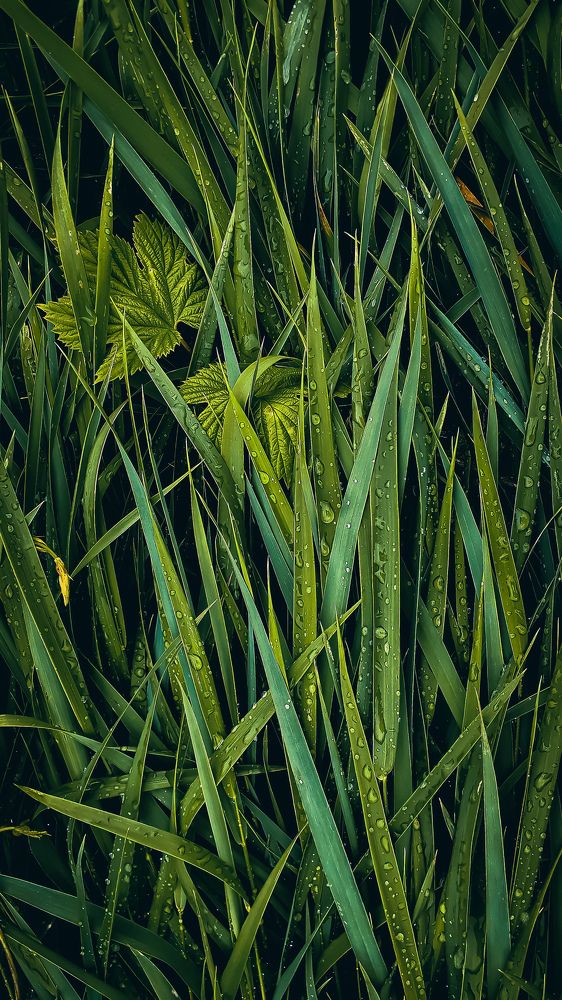 Photograph by Кристина Шляхова