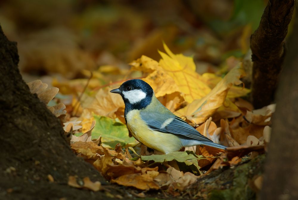 Photograph by Алексей Волжский