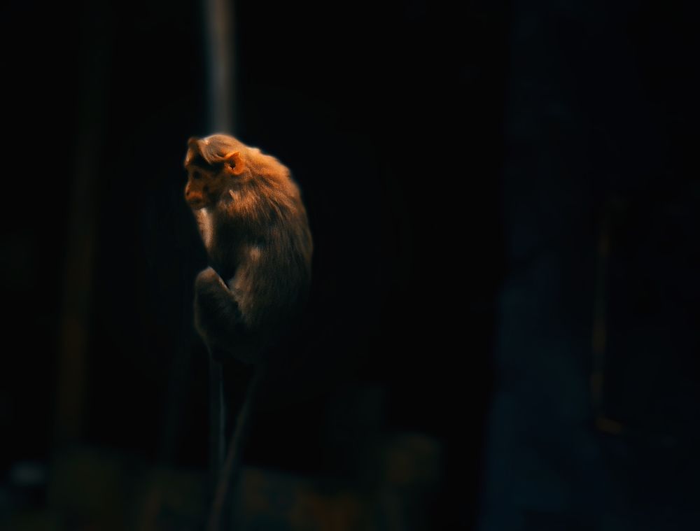 Photograph by Bragadeesh R