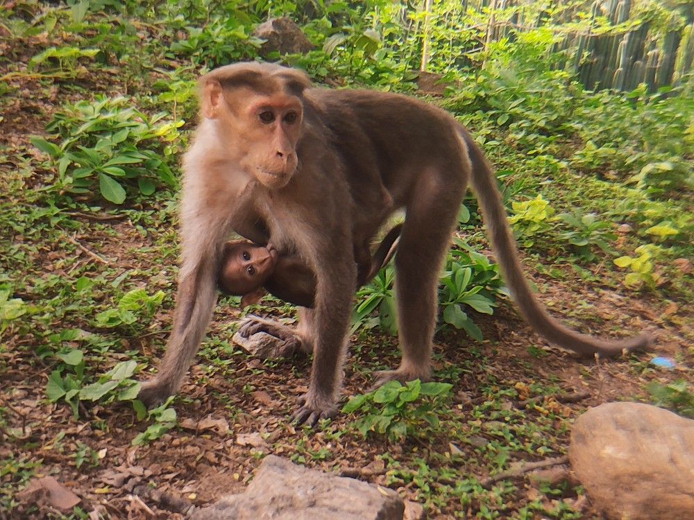 Photograph by Bragadeesh R