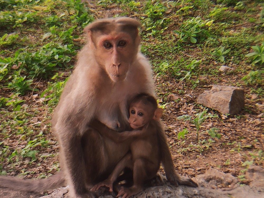 Photograph by Bragadeesh R