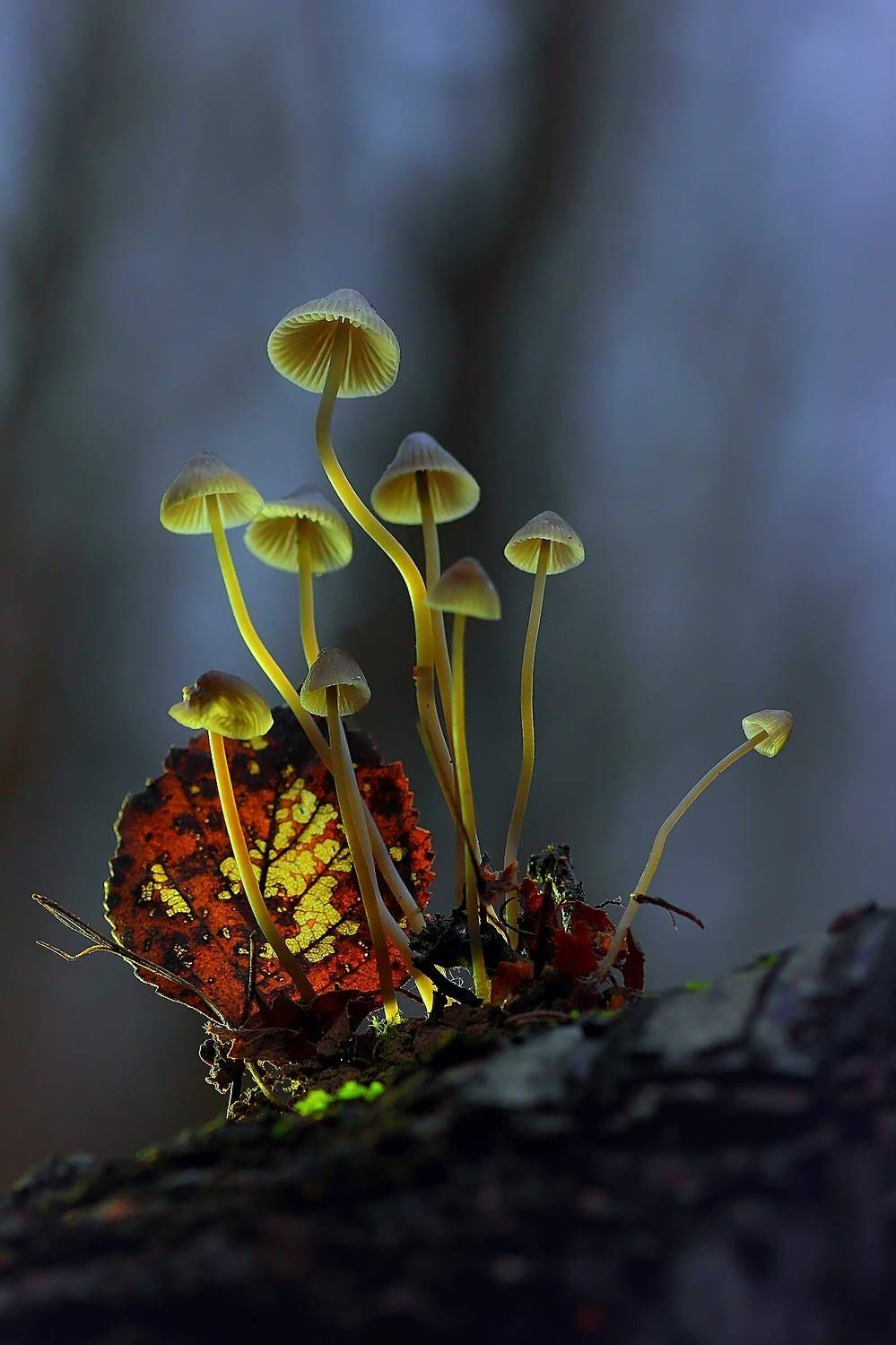 Осенний лист.