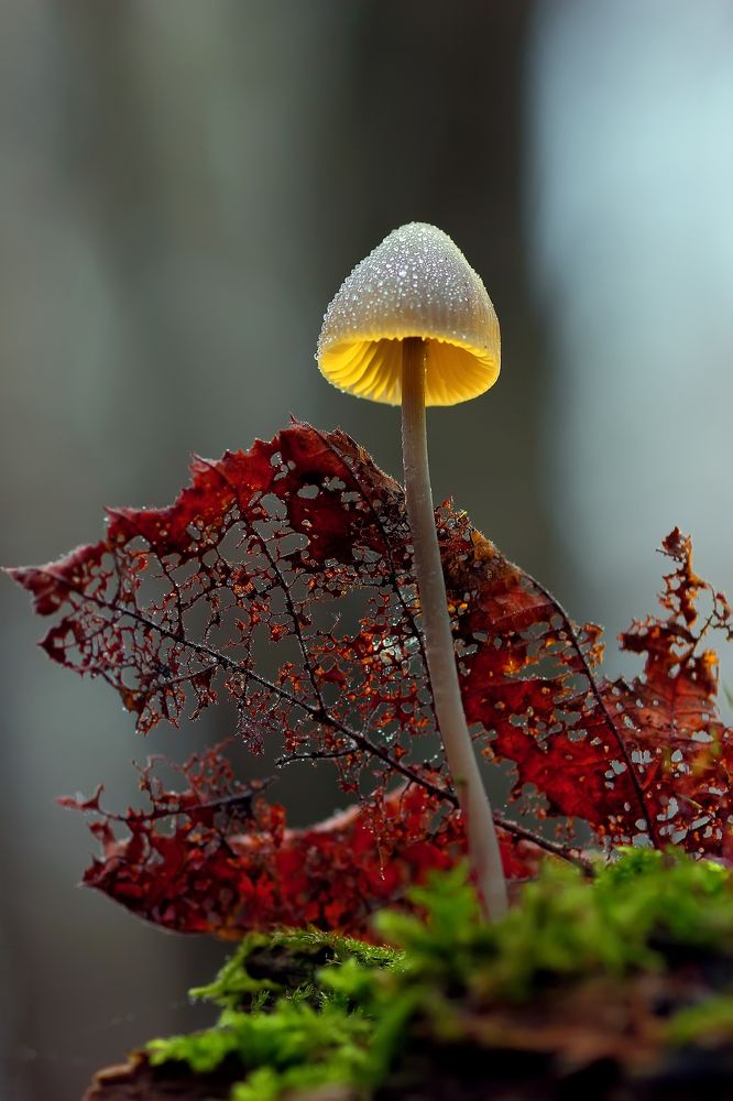 Фотография автора Галина Горькавая