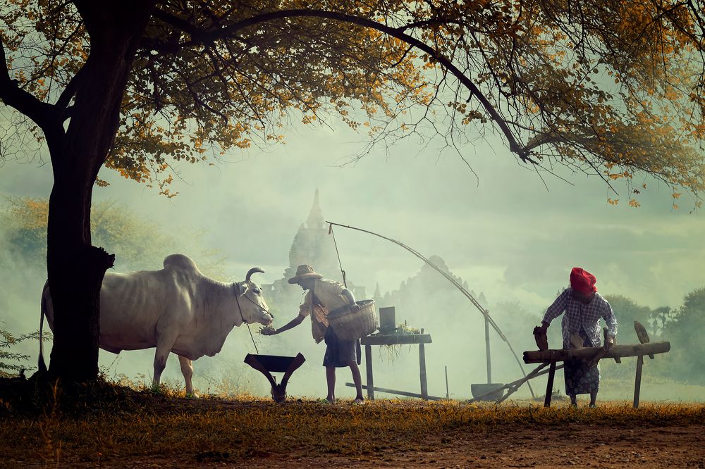 The Old Farmer Couple
