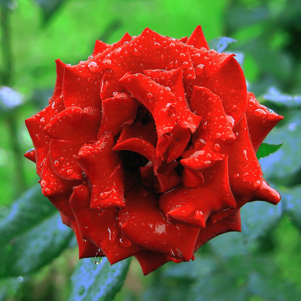 Photograph by Elena Dementova