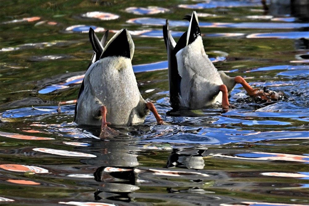 Фотография автора IRINA FILIPPOVA