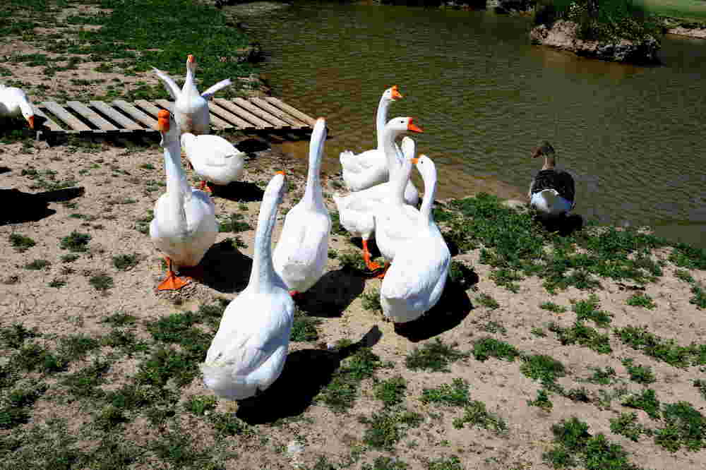 Photograph by Владимир Грибков