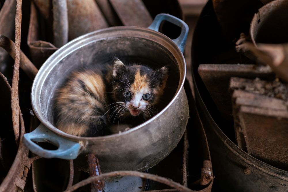 Photograph by Petar Chapkanov