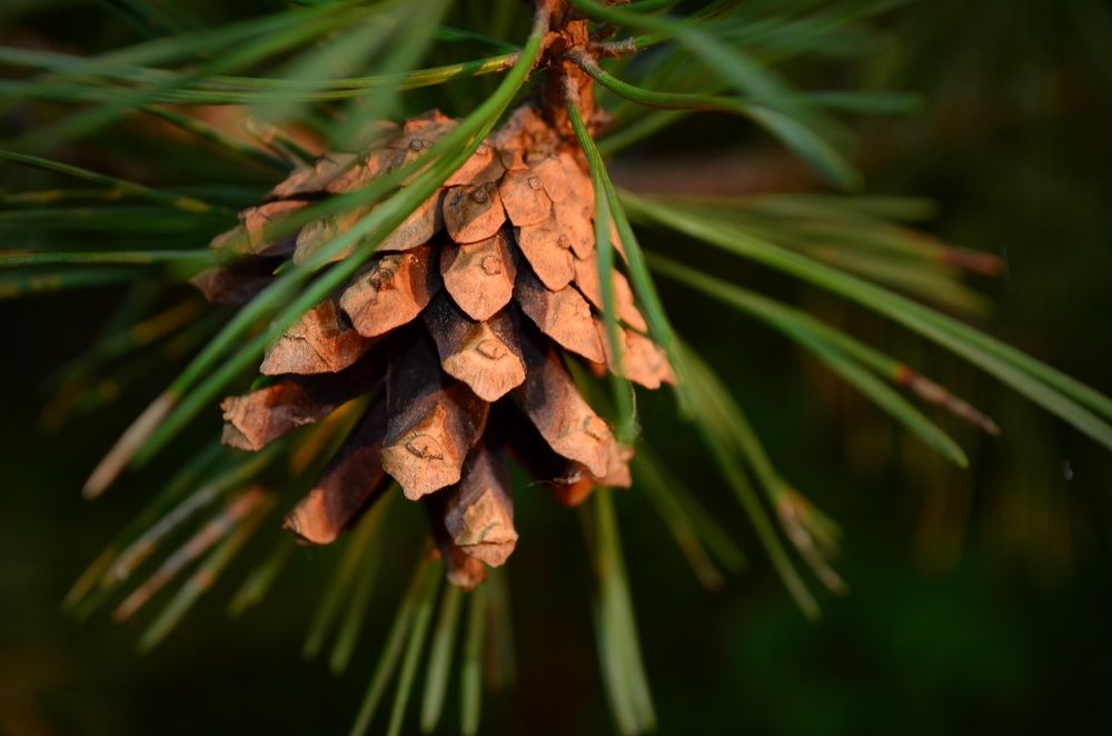 Photograph by Надежда Сморкалова