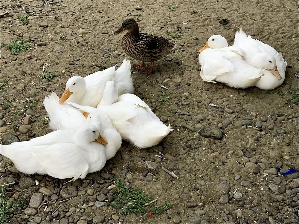 Photograph by Татьяна Зенина