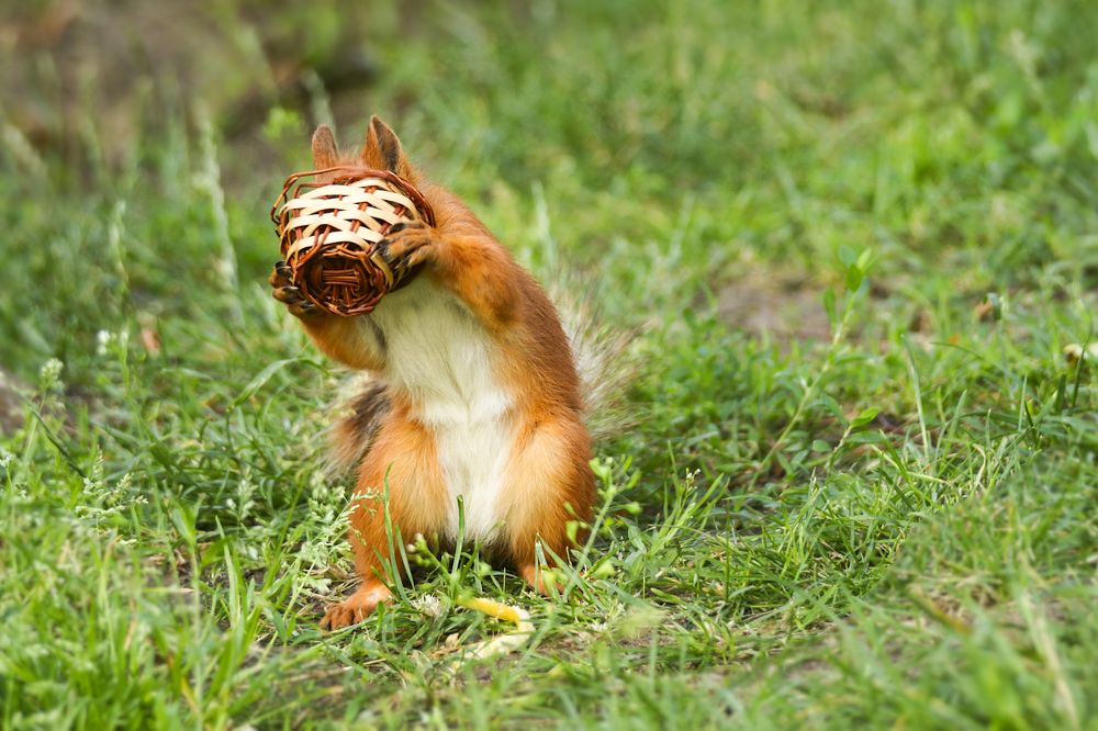 Photograph by Шруб (Беляева) Татьяна