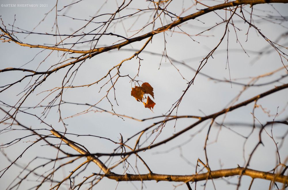 Photograph by Артём Шестаков