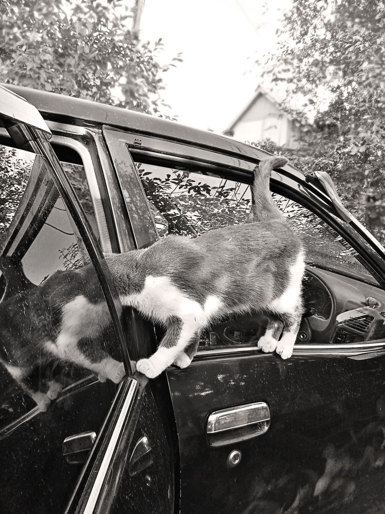 Photo #9641498