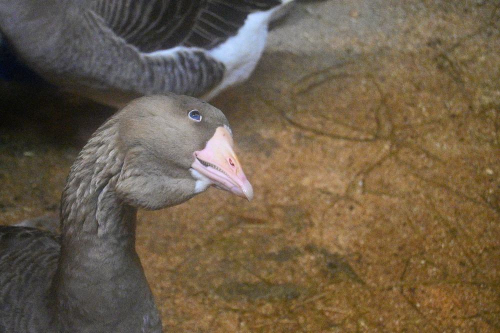 Photograph by Анна Новосельцева