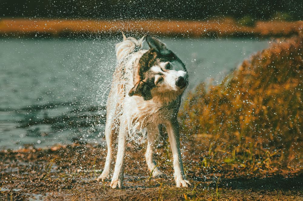 Photograph by Светлана Гущина