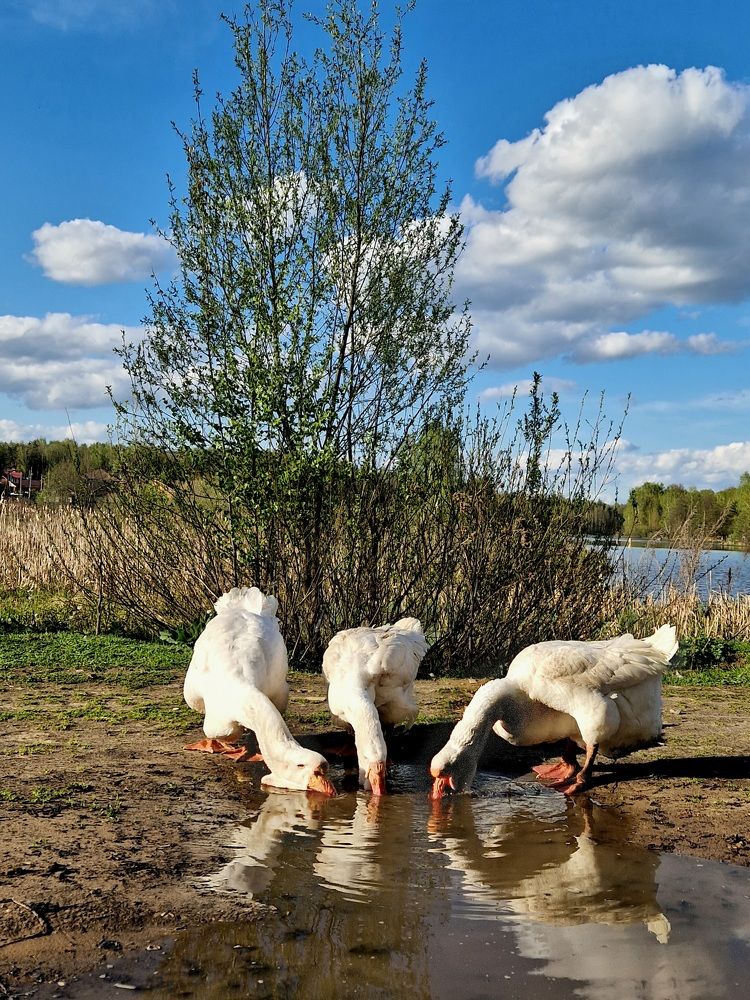 Photograph by Лариса Бурова