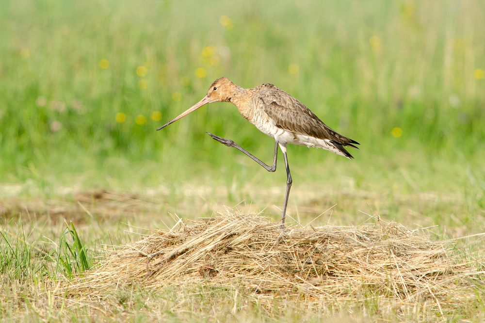 Photograph by Оксана Маховская