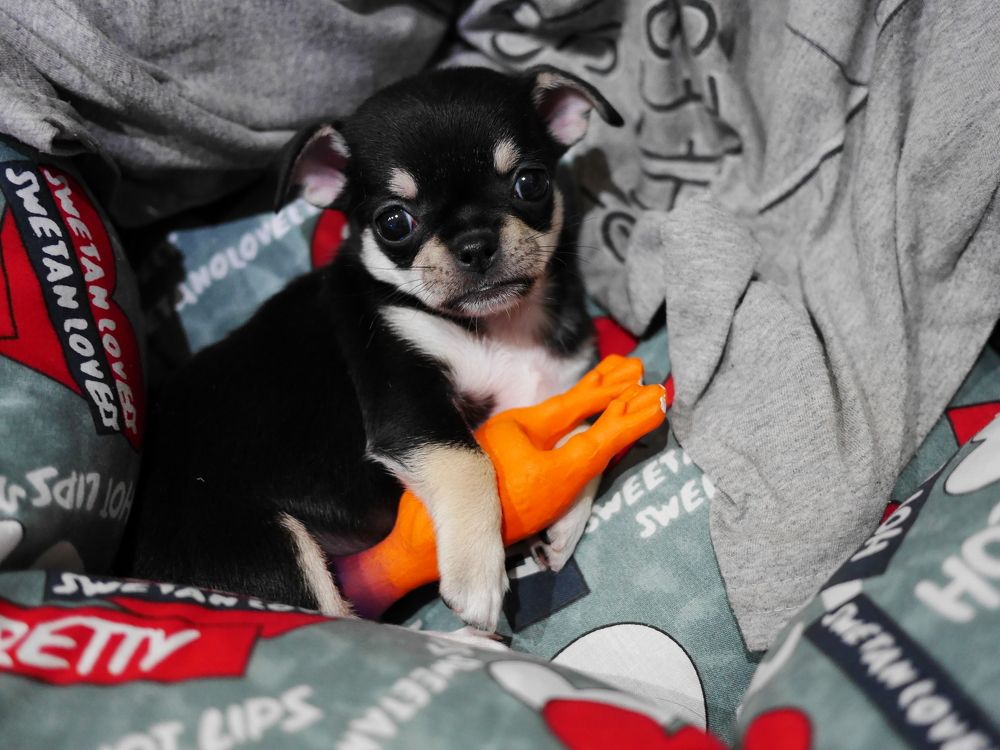 Фотография автора Виктория Мешкова