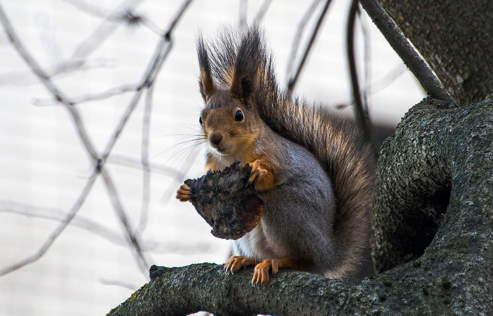 Photograph by Владимир Безбородов