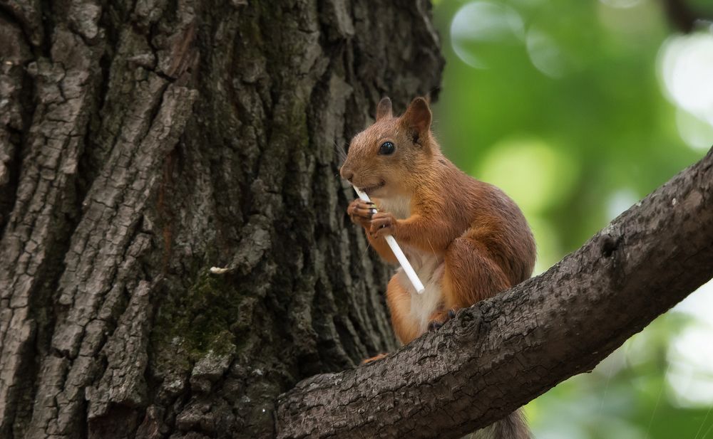 Photograph by Владимир Безбородов