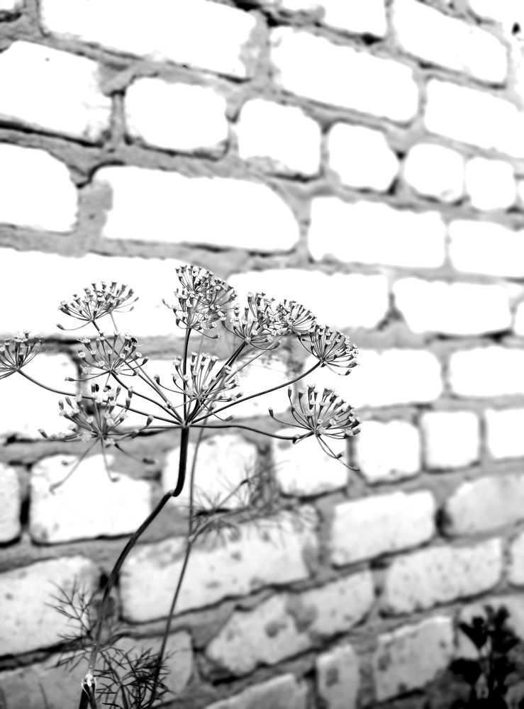 Photograph by Елена