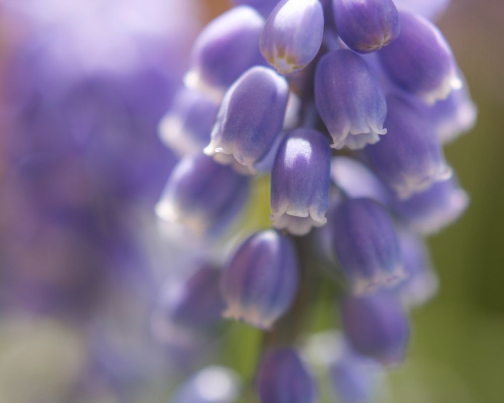 Фотография автора Alicia Bellido