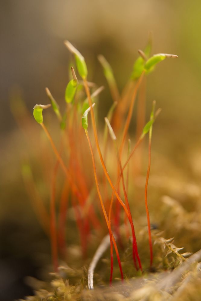 Photograph by FILIP BETKO