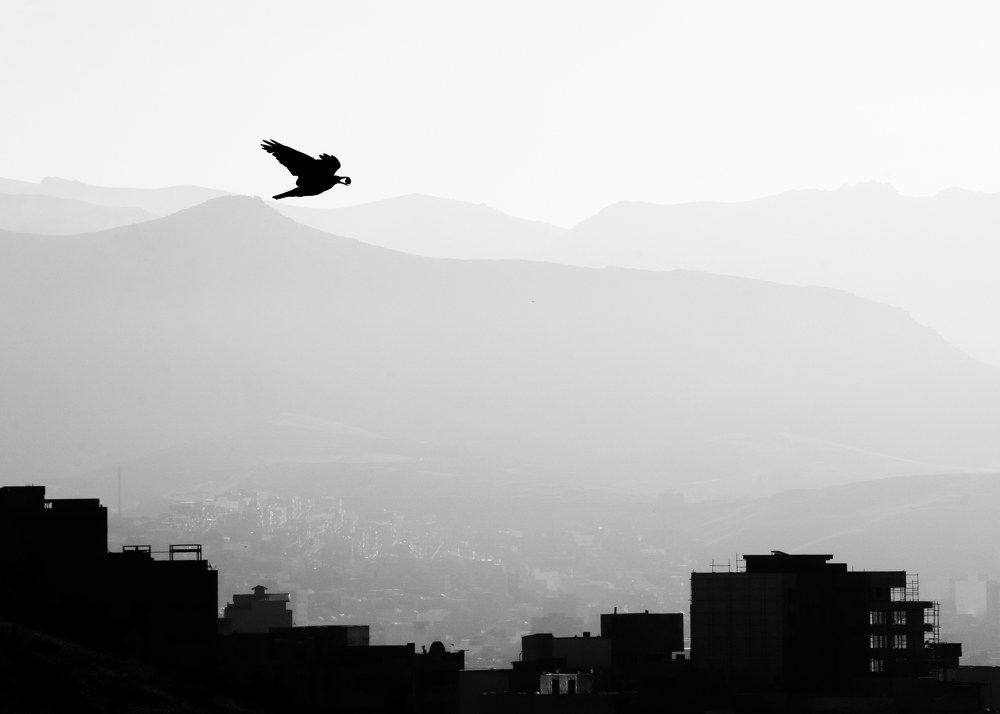 Photograph by Shamal Shakibayi