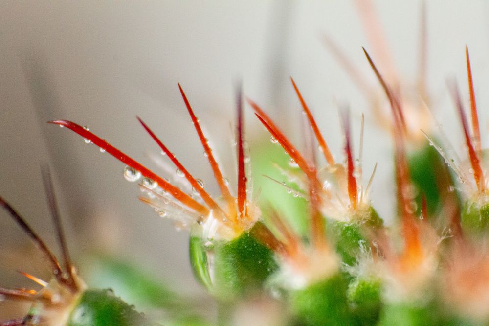 Mammillaria deherdtiana