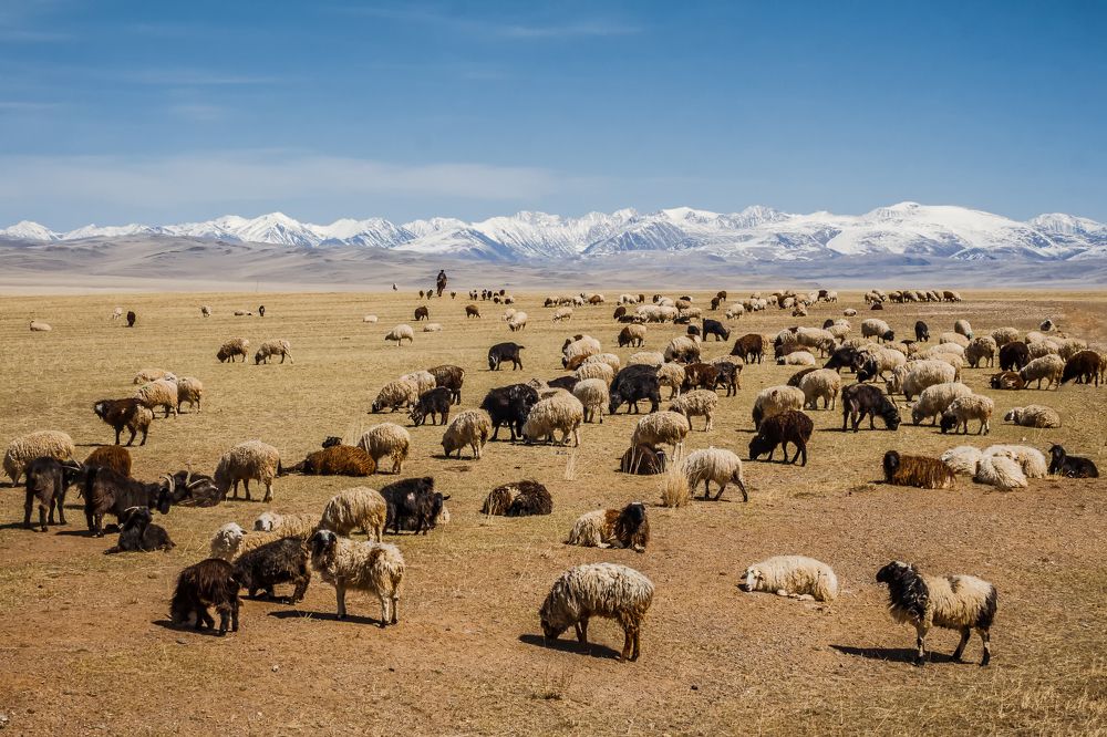 В Чуйской степи.