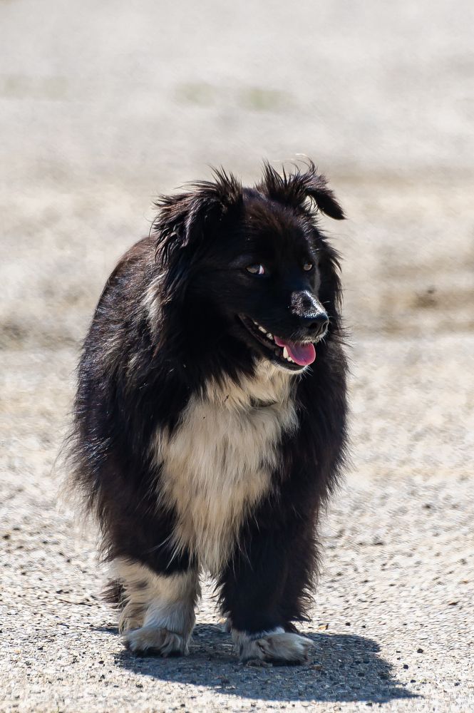 Подозрительная собака