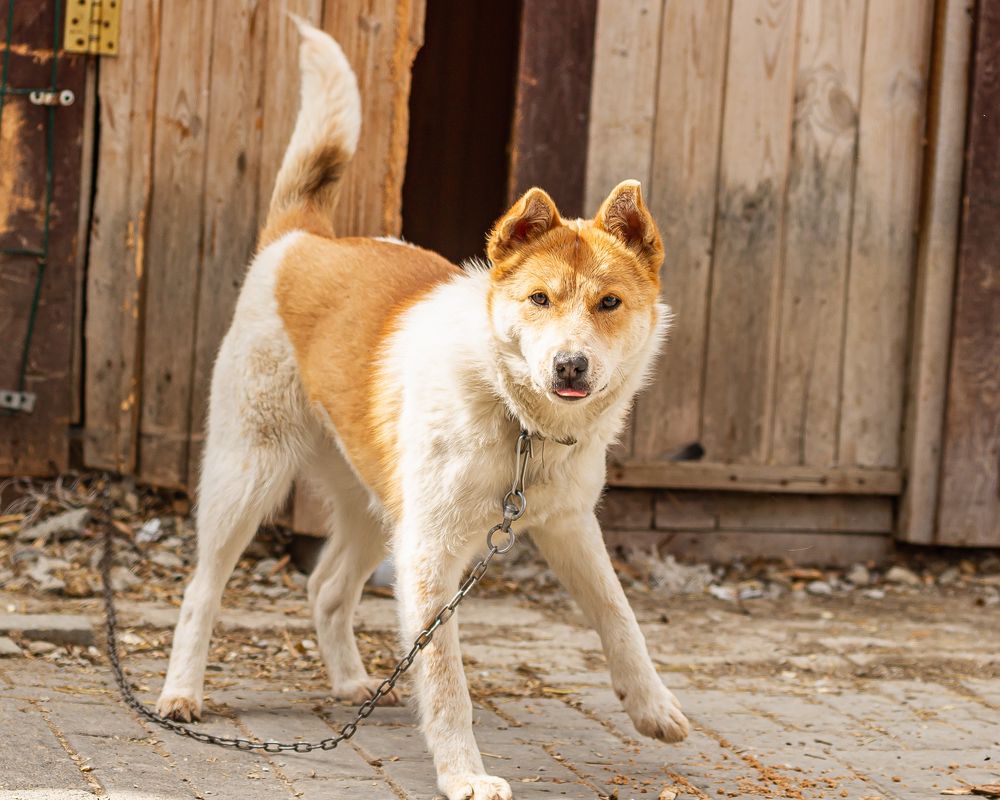 Собака улыбака