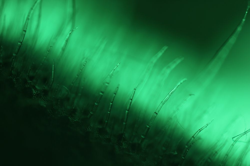 Поверхность листа фиалки