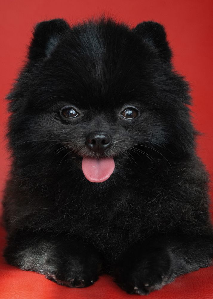 Фотография автора Вероника Черепанова