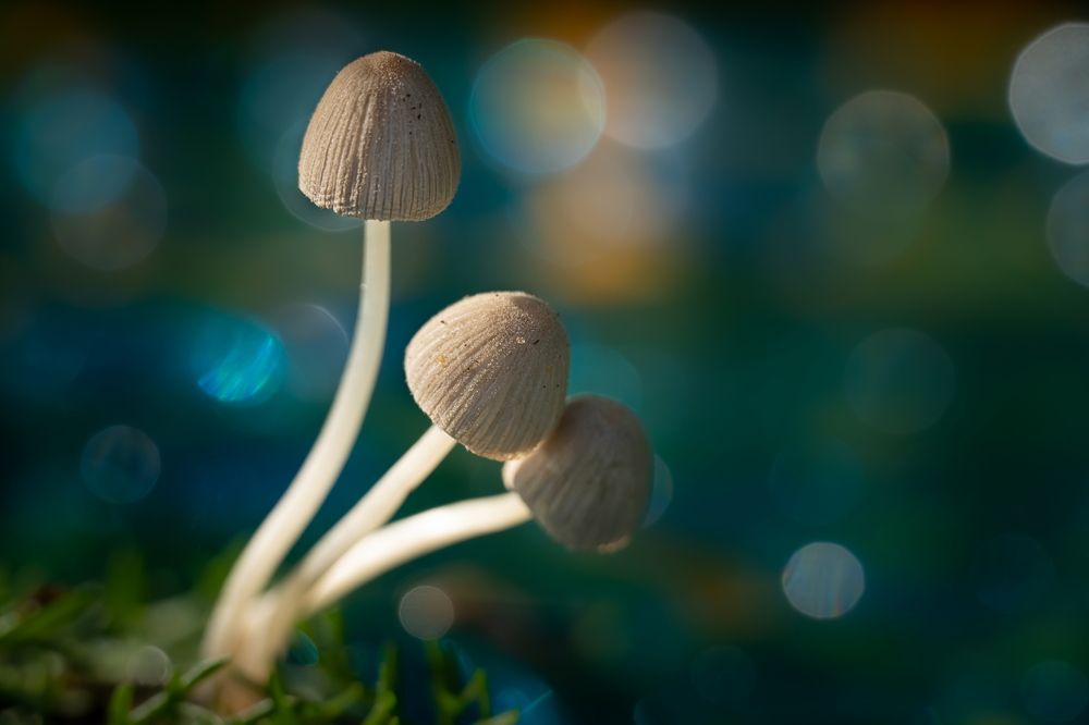 Photograph by Николай Фонарёв