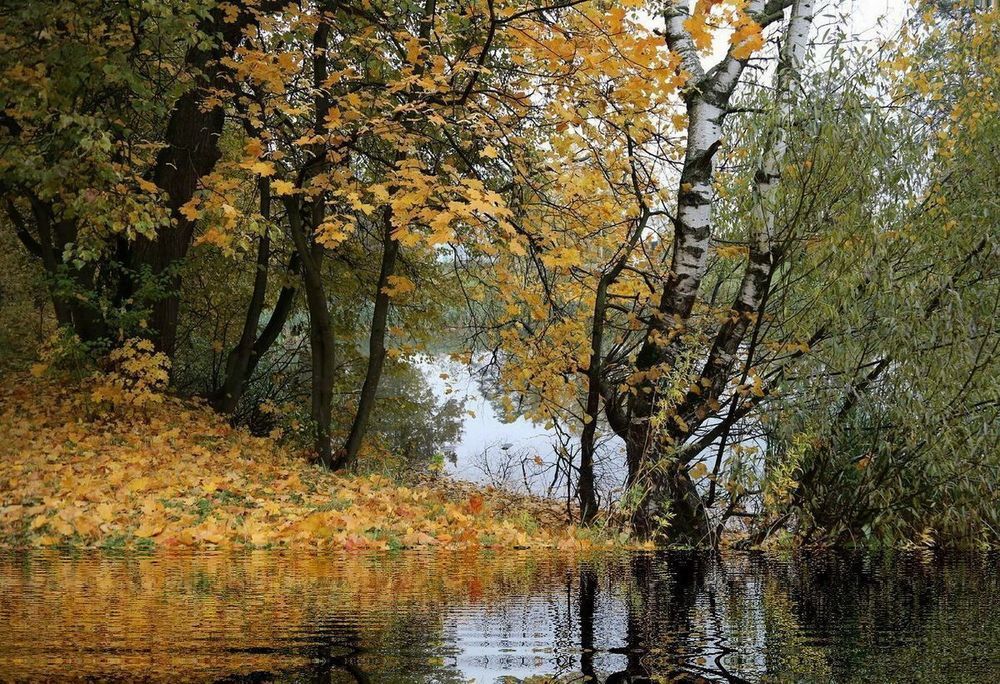 Осень, у пруда
