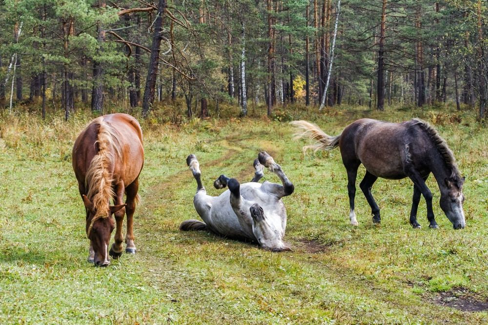 Не смешите мои копыта...
