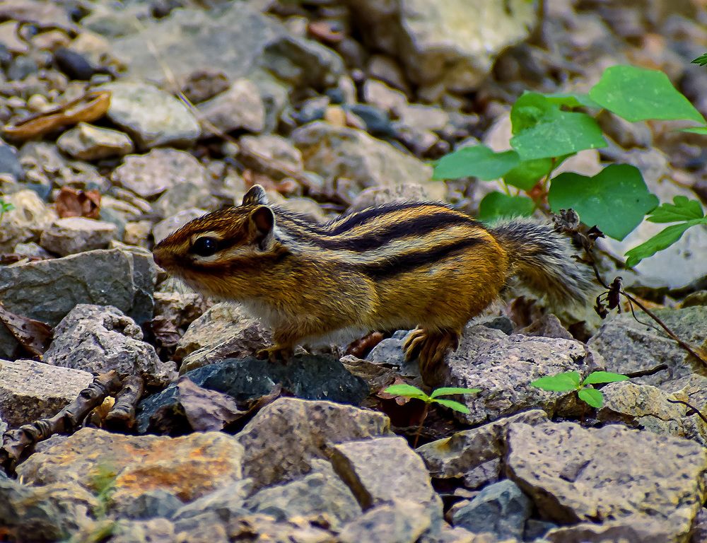 Любопытный бурундук