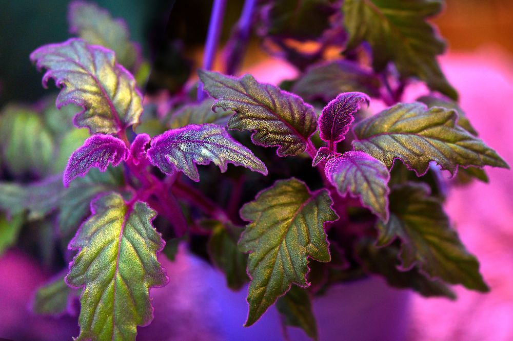 Photograph by NADEZHDA PELYMSKAIA