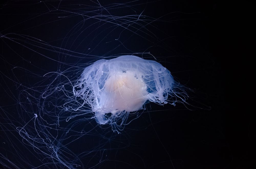 Photograph by Наталья Кокорина