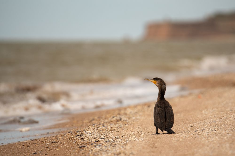 Photograph by наталья залогина