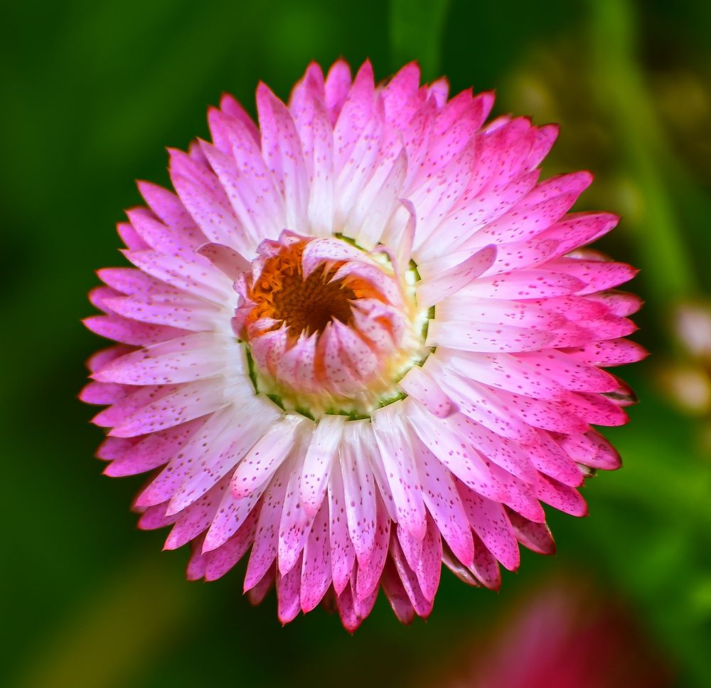 Гелихризум