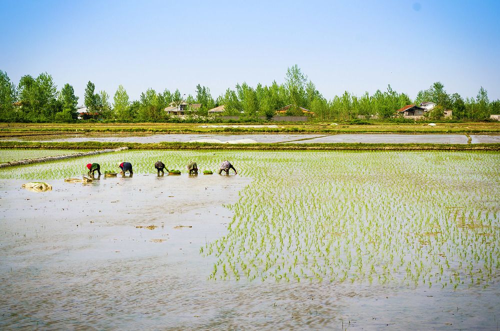 Photograph by Sahar Jafari