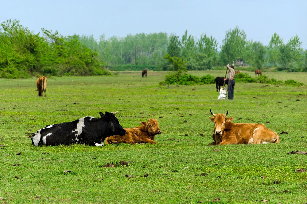 Photograph by Sahar Jafari