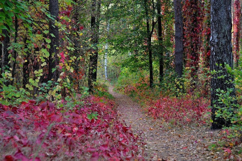 Тропинка в сказочный лес.
