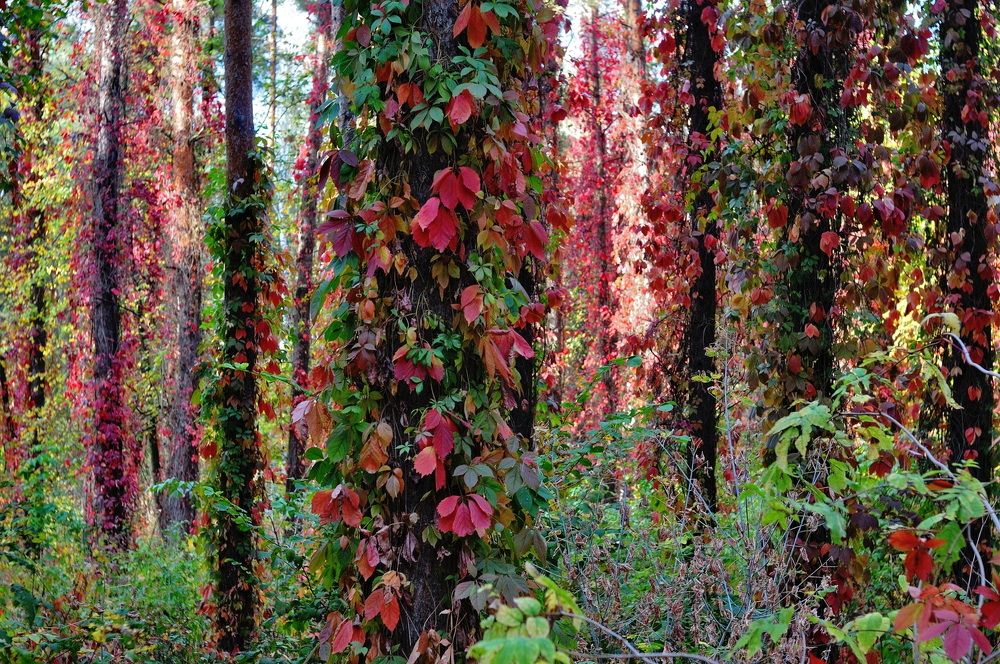 Сказочный лес.