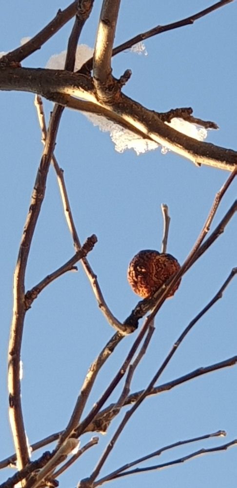 Зимнее яблочко