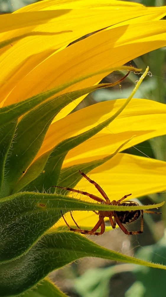 Photograph by Viktorova