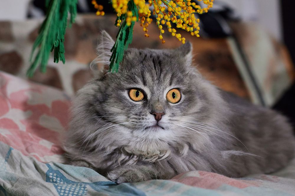 Photograph by Lyuba Moon